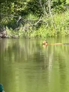Косуля Переплыла Урал: Необычное Видео Из Орска
