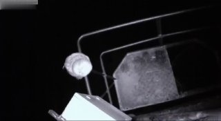Неясыть: Ночная Хищница Бузулукского Бора Под Прицелом Камеры