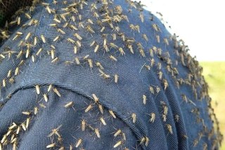 В Оренбургской области ожидается нашествие комаров в конце июля